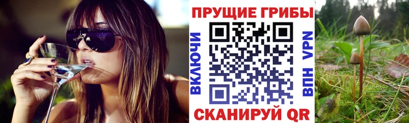 где можно купить наркотик  Нолинск  Галлюциногенные грибы Psilocybe 